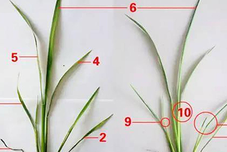 水稻7個(gè)葉是什么意思？
