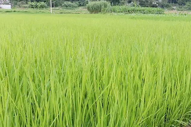水稻苗徒長跟種子有關(guān)嗎？水稻苗徒長原因有3種，應對癥采取措施